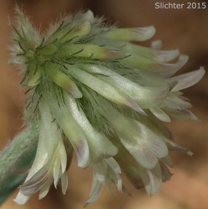 Inflorescence of Woolly-head Clover, Woolly Head Clover: Trifolium eriocephalum ssp. eriocephalum (Synonyms: Trifolium eriocephalum var. butleri, Trifolium eriocephalum var. eriocephalum) 
