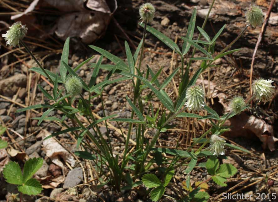 Woolly-head Clover, Woolly Head Clover: Trifolium eriocephalum ssp. eriocephalum (Synonyms: Trifolium eriocephalum var. butleri, Trifolium eriocephalum var. eriocephalum)