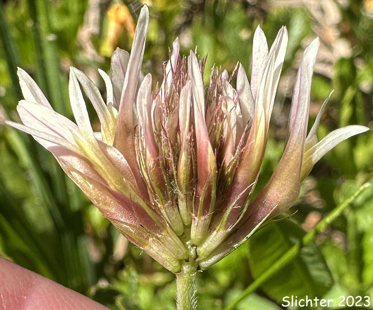 Inflorescence of Hansen's Clover, Long-stalked Clover: Trifolium longipes var. hansenii (Synonyms: Trifolium hansenii, Trifolium longipes ssp. hansenii, Trifolium longipes var. nevadense)