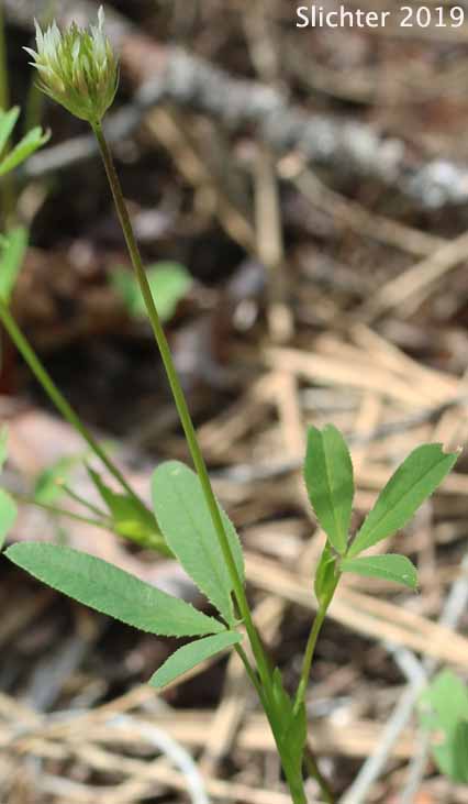 Long-stalked Clover: Trifolium longipes var. multiovulatum (Synonyms: Trifolium caurinum, Trifolium covillei, Trifolium longipes ssp. caurinum, Trifolium longipes ssp. shastense, Trifolium longipes var. shastense, Trifolium oreganum var. multiovulatum, Trifolium rusbyi ssp. caurinum)