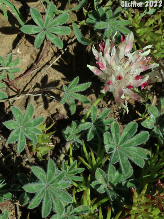 Big-head Clover, Big-headed Clover, Large-head Clover: Trifolium macrocephalum (Synonyms: Lupinaster macrocephalus, Trifolium macrocephalum var. caeruleomontanum)