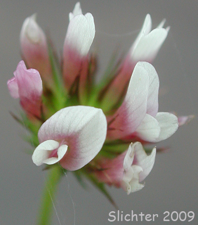 White-tip Clover: Trifolium variegatum (Synonyms: Trifolium appendiculatum, Trifolium geminiflorum, Trifolium melananthum, Trifolium polyodon, Trifolium trilobatum)