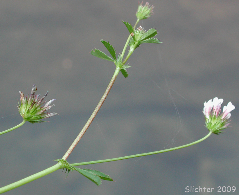 White-tip Clover: Trifolium variegatum (Synonyms: Trifolium appendiculatum, Trifolium geminiflorum, Trifolium melananthum, Trifolium polyodon, Trifolium trilobatum)