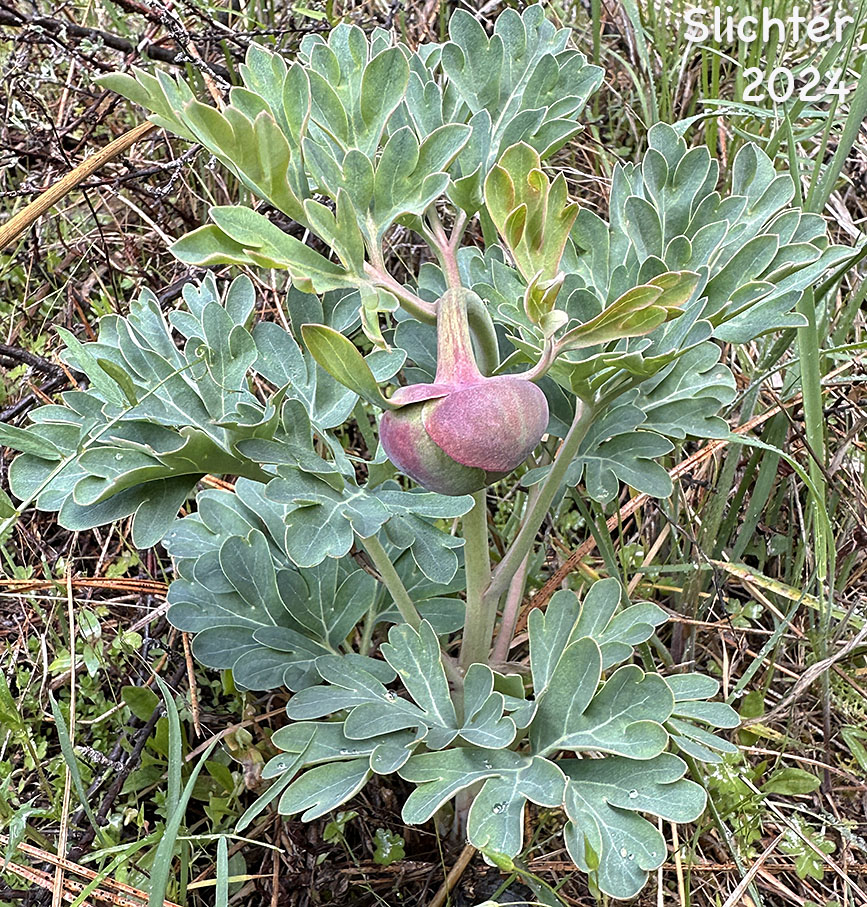 Brown's Paeony, Western Peony: Paeonia brownii
