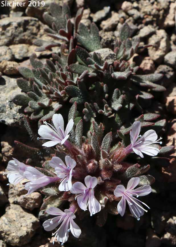 Alpine Collomia, Alpine Mountain Trumpet: Collomia debilis var. debilis (Synonyms: Collomia debilis, Collomia debilis var. ipomoea, Collomia debilis var. pacificus, Collomia debilis var. trifida, Collomia debilis var. typica)