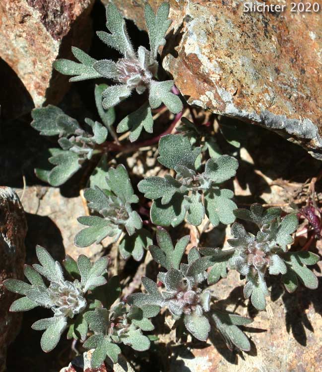 Alpine Collomia, Alpine Mountain Trumpet: Collomia debilis var. debilis (Synonyms: Collomia debilis, Collomia debilis var. ipomoea, Collomia debilis var. pacificus, Collomia debilis var. trifida, Collomia debilis var. typica)