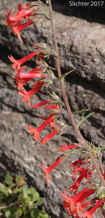 Foxfire, Scarlet Gilia, Skyrocket, Skyrocket Gilia, White pollen Skyrocket: Ipomopsis aggregata ssp. aggregata (Synonyms: Gilia aggregata, Gilia aggregata ssp. euaggregata, Gilia aggregata var. aggregata, Ipomopsis aggregata ssp. formosissima, Ipomopsis aggregata var. aggregata)