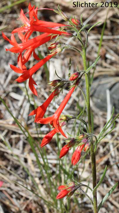 Inflorescence of Foxfire, Scarlet Gilia, Skyrocket, Skyrocket Gilia, White pollen Skyrocket: Ipomopsis aggregata ssp. aggregata (Synonyms: Gilia aggregata, Gilia aggregata ssp. euaggregata, Gilia aggregata var. aggregata, Ipomopsis aggregata ssp. formosissima, Ipomopsis aggregata var. aggregata)