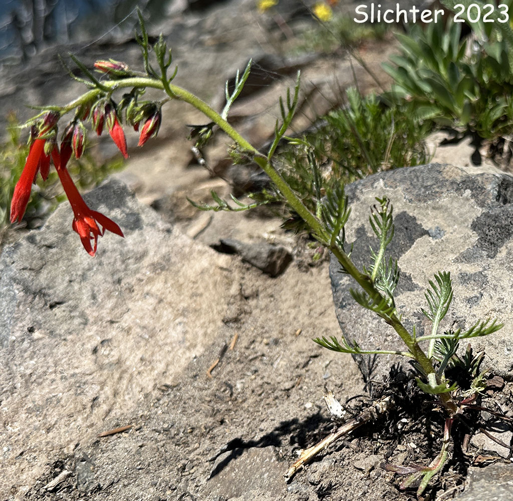 Foxfire, Scarlet Gilia, Skyrocket, Skyrocket Gilia, White pollen Skyrocket: Ipomopsis aggregata ssp. aggregata (Synonyms: Gilia aggregata, Gilia aggregata ssp. euaggregata, Gilia aggregata var. aggregata, Ipomopsis aggregata ssp. formosissima, Ipomopsis aggregata var. aggregata)
