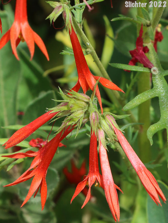 Flowers of Foxfire, Scarlet Gilia, Skyrocket, Skyrocket Gilia, White pollen Skyrocket: Ipomopsis aggregata ssp. aggregata (Synonyms: Gilia aggregata, Gilia aggregata ssp. euaggregata, Gilia aggregata var. aggregata, Ipomopsis aggregata ssp. formosissima, Ipomopsis aggregata var. aggregata)