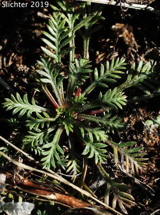 Basal rosette of leaves of Foxfire, Scarlet Gilia, Skyrocket, Skyrocket Gilia, White pollen Skyrocket: Ipomopsis aggregata ssp. aggregata (Synonyms: Gilia aggregata, Gilia aggregata ssp. euaggregata, Gilia aggregata var. aggregata, Ipomopsis aggregata ssp. formosissima, Ipomopsis aggregata var. aggregata)