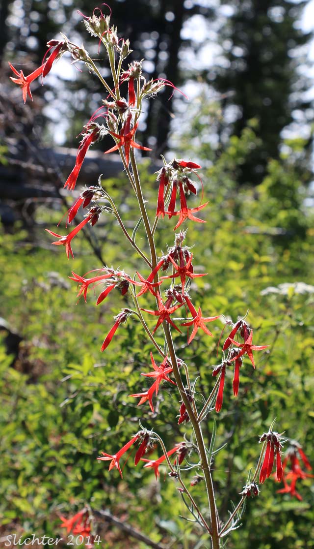 Foxfire, Scarlet Gilia, Skyrocket, Skyrocket Gilia, White pollen Skyrocket: Ipomopsis aggregata ssp. aggregata (Synonyms: Gilia aggregata, Gilia aggregata ssp. euaggregata, Gilia aggregata var. aggregata, Ipomopsis aggregata ssp. formosissima, Ipomopsis aggregata var. aggregata)