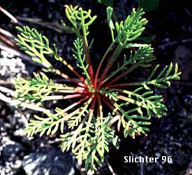 Basal leaves of Foxfire, Scarlet Gilia, Skyrocket, Skyrocket Gilia, White pollen Skyrocket: Ipomopsis aggregata ssp. aggregata (Synonyms: Gilia aggregata, Gilia aggregata ssp. euaggregata, Gilia aggregata var. aggregata, Ipomopsis aggregata ssp. formosissima, Ipomopsis aggregata var. aggregata)