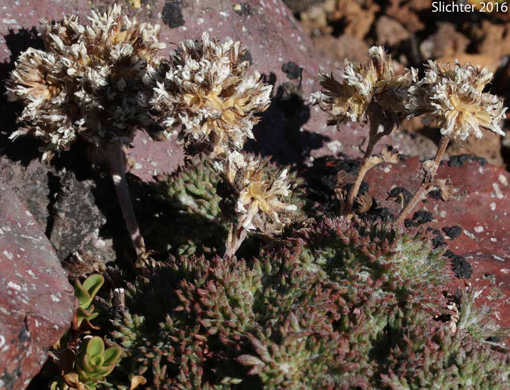 Many-flowered Gilia, Mountain Ballhead Gilia, Palm Leaf Ballhead Gilia: Ipomopsis congesta ssp. montana (Synonyms: Gilia congesta var. montana, Gilia congesta var. palmifrons, Ipomopsis congesta ssp. palmifrons)