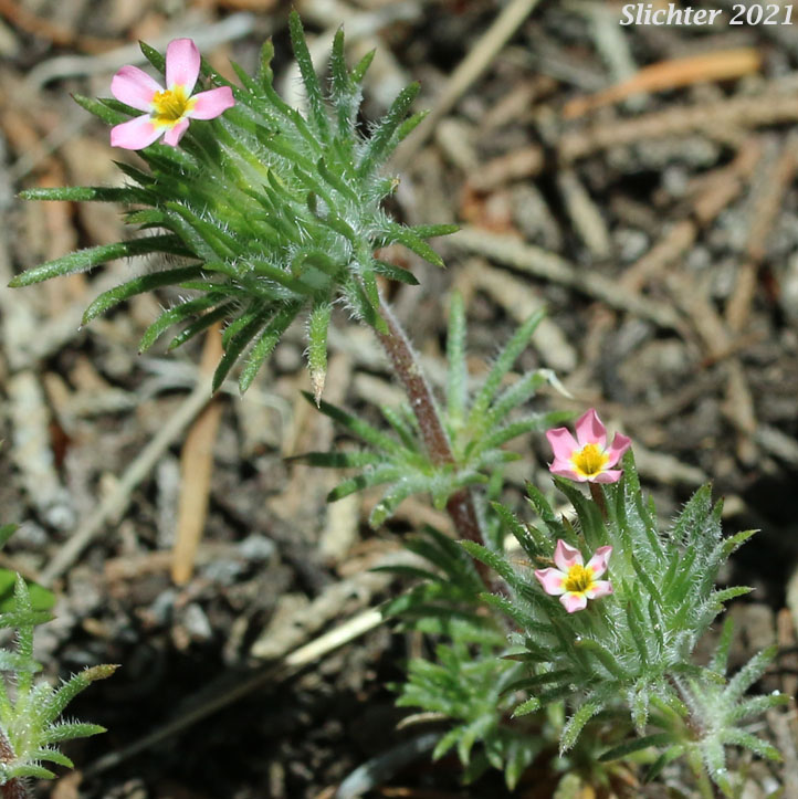 Whiskerbrush: Leptosiphon ciliatus (Synonym: Linanthus ciliatus)