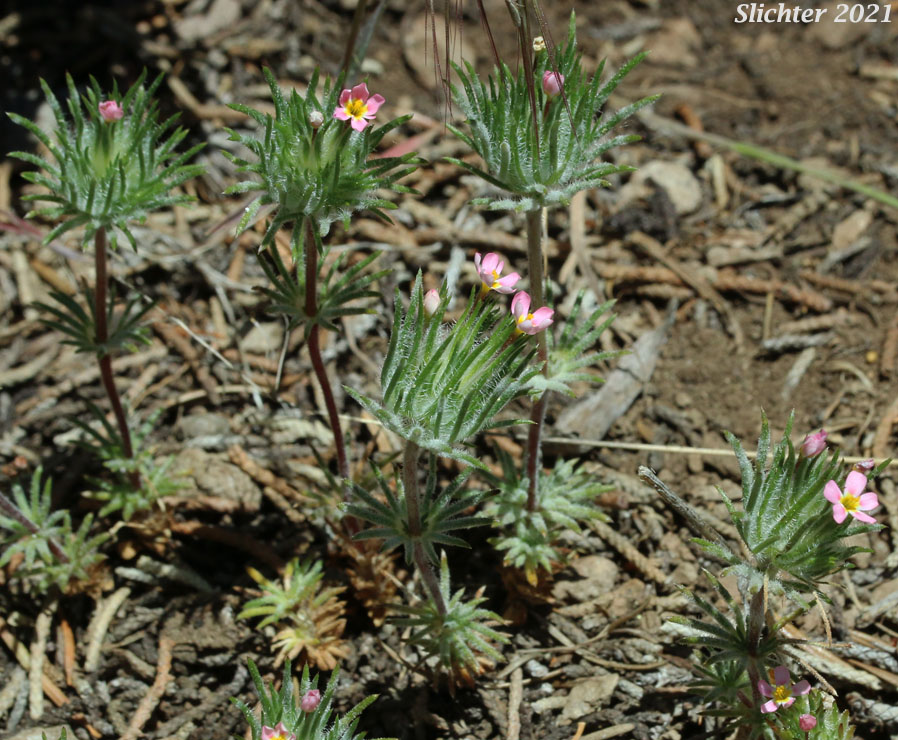 Whiskerbrush: Leptosiphon ciliatus (Synonym: Linanthus ciliatus)