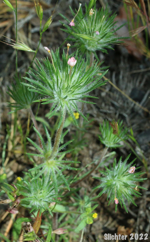 Whiskerbrush: Leptosiphon ciliatus (Synonym: Linanthus ciliatus)