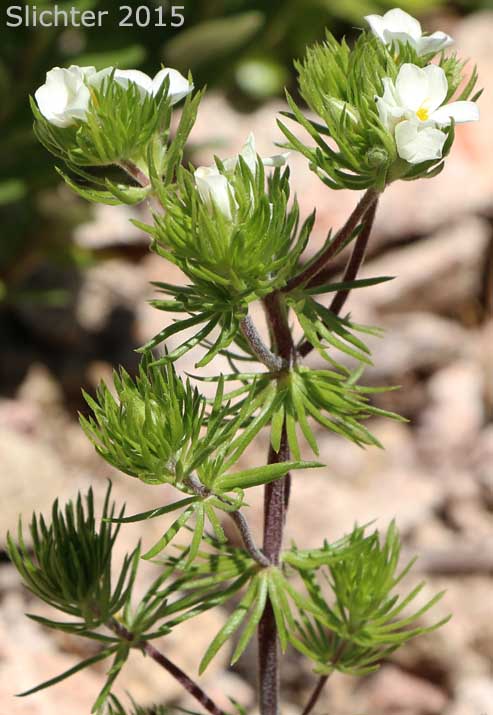 Nuttall's Linanthus, Linanthastrum: Leptosiphon nuttallii ssp. nuttallii (Synonyms: Gilia nuttallii, Leptodactylon nuttallii, Linanthastrum nuttallii, Linanthus nuttallii ssp. nuttallii, Linanthastrum nuttallii var. nuttallii)