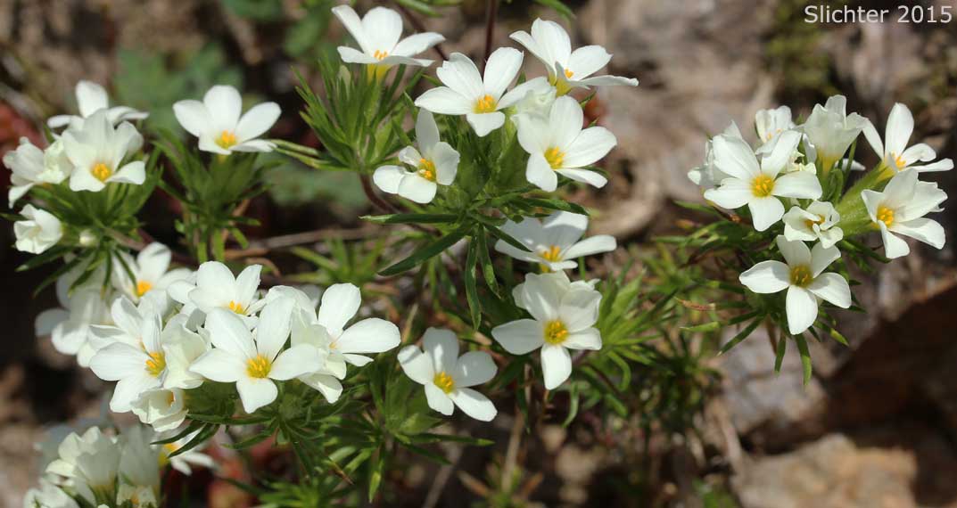 Nuttall's Linanthus, Linanthastrum: Leptosiphon nuttallii ssp. nuttallii (Synonyms: Gilia nuttallii, Leptodactylon nuttallii, Linanthastrum nuttallii, Linanthus nuttallii ssp. nuttallii, Linanthastrum nuttallii var. nuttallii)