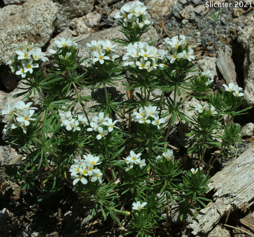 Nuttall's Linanthus, Linanthastrum: Leptosiphon nuttallii ssp. nuttallii (Synonyms: Gilia nuttallii, Leptodactylon nuttallii, Linanthastrum nuttallii, Linanthus nuttallii ssp. nuttallii, Linanthastrum nuttallii var. nuttallii)