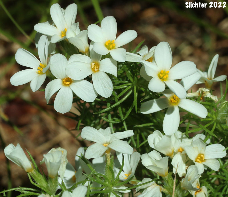 Nuttall's Linanthus, Linanthastrum: Leptosiphon nuttallii ssp. nuttallii (Synonyms: Gilia nuttallii, Leptodactylon nuttallii, Linanthastrum nuttallii, Linanthus nuttallii ssp. nuttallii, Linanthastrum nuttallii var. nuttallii)