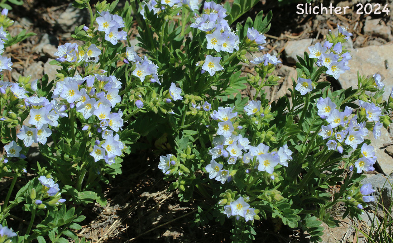 Showy Jacob's Ladder, Moving Polemonium, Low Jacob's-ladder: Polemonium californicum (Synonyms: Polemonium columbianum, Polemonium pulcherrimum ssp. tricolor, Polemonium pucherrimum var. calycinum)