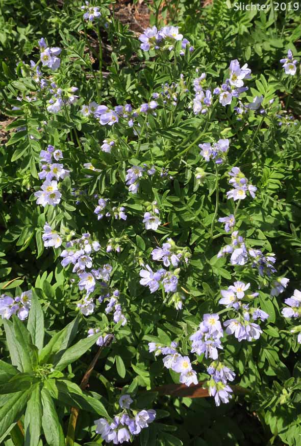 Showy Jacob's Ladder, Moving Polemonium, Low Jacob's-ladder: Polemonium californicum (Synonyms: Polemonium columbianum, Polemonium pulcherrimum ssp. tricolor, Polemonium pucherrimum var. calycinum)