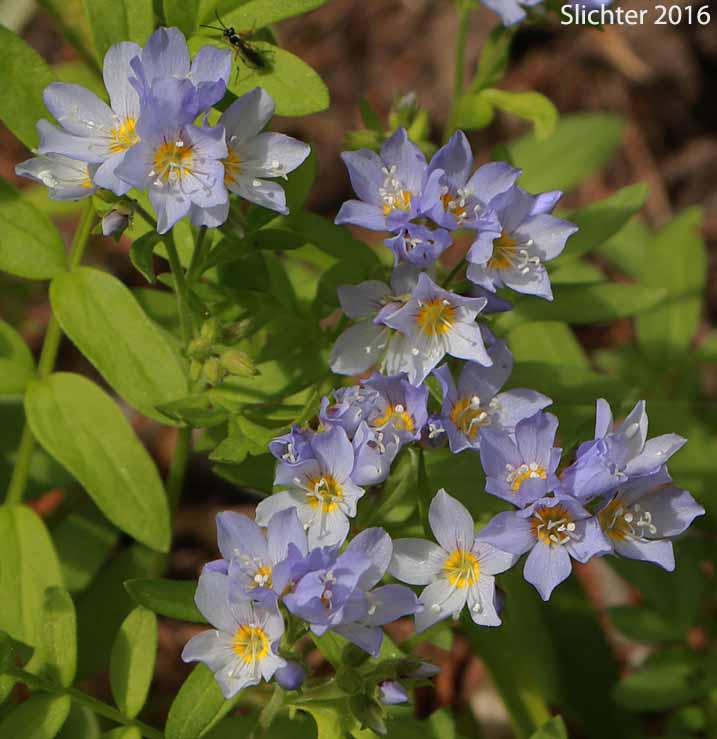 Showy Jacob's Ladder, Moving Polemonium, Low Jacob's-ladder: Polemonium californicum (Synonyms: Polemonium columbianum, Polemonium pulcherrimum ssp. tricolor, Polemonium pucherrimum var. calycinum)