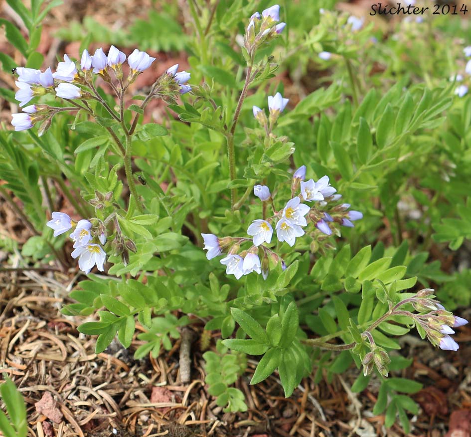 Showy Jacob's Ladder, Moving Polemonium, Low Jacob's-ladder: Polemonium californicum (Synonyms: Polemonium columbianum, Polemonium pulcherrimum ssp. tricolor, Polemonium pucherrimum var. calycinum)