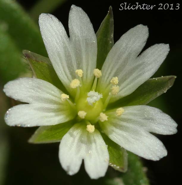 Big Chickweed, Common Chickweed, Common Mouse Ear, Common Mouse-ear Chickweed, Mouse-ear Chickweed: Cerastium fontanum ssp. vulgare (Synonyms: Cerastium caespitosum, Cerastium fontanum ssp. triviale, Cerastium holosteoides, Cerastium triviale, Cerastium vulgare, Cerastium vulgatum, Cerastium vulgatum var. hirsutum, Cerastium vulgatum)
