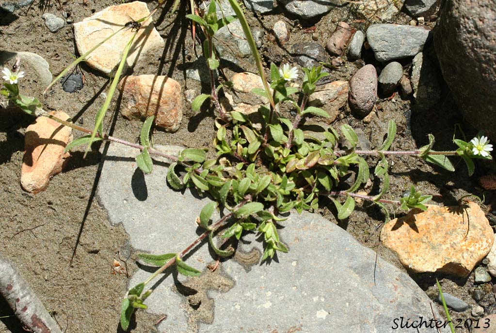 Big Chickweed, Common Chickweed, Common Mouse Ear, Common Mouse-ear Chickweed, Mouse-ear Chickweed: Cerastium fontanum ssp. vulgare (Synonyms: Cerastium caespitosum, Cerastium fontanum ssp. triviale, Cerastium holosteoides, Cerastium triviale, Cerastium vulgare, Cerastium vulgatum, Cerastium vulgatum var. hirsutum, Cerastium vulgatum)