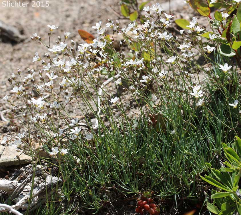 Fescue Sandwort, Mountain Sandwort, Slender Mt. Sandwort, Threadleaf Sandwort: Eremogone capillaris var. americana (Synonym: Arenaria capillaris ssp. americana)