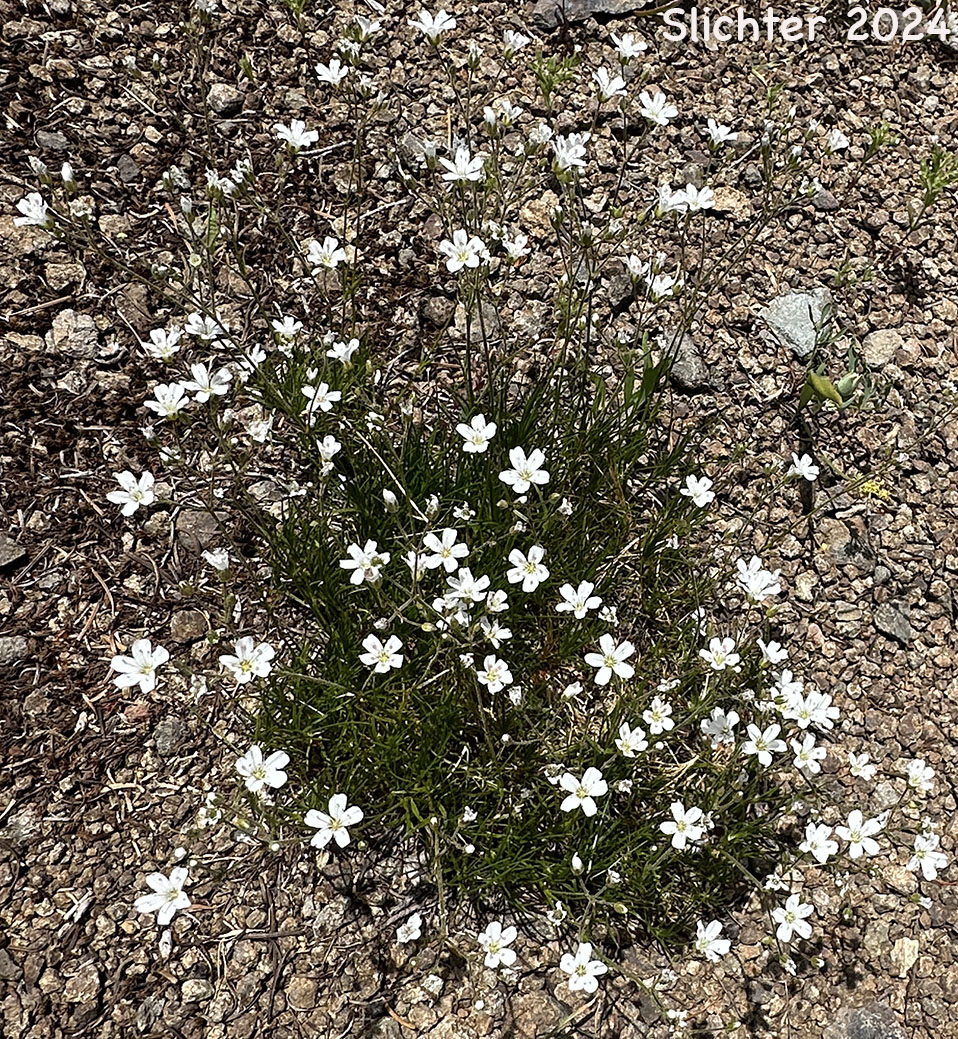 Fescue Sandwort, Mountain Sandwort, Slender Mt. Sandwort, Threadleaf Sandwort: Eremogone capillaris var. americana (Synonym: Arenaria capillaris ssp. americana)