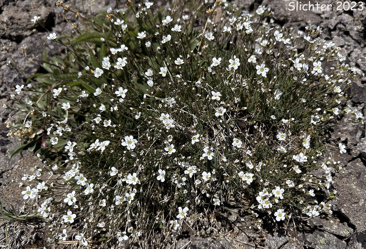Fescue Sandwort, Mountain Sandwort, Slender Mt. Sandwort, Threadleaf Sandwort: Eremogone capillaris var. americana (Synonym: Arenaria capillaris ssp. americana)