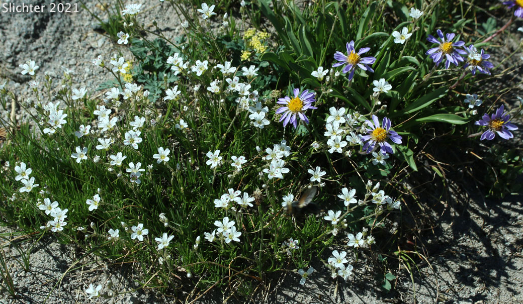 Fescue Sandwort, Mountain Sandwort, Slender Mt. Sandwort, Threadleaf Sandwort: Eremogone capillaris var. americana (Synonym: Arenaria capillaris ssp. americana)