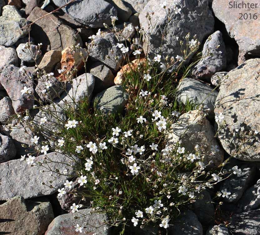 Fescue Sandwort, Mountain Sandwort, Slender Mt. Sandwort, Threadleaf Sandwort: Eremogone capillaris var. americana (Synonym: Arenaria capillaris ssp. americana)