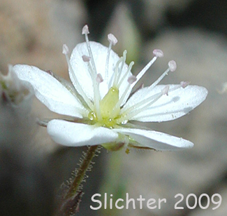 Boreal Sandwort, Beautiful Sandwort, Reddish Sandwort: Minuartia rubella (Synonyms: Alsine rubella, Alsine hirta var. rubella, Arenaria propinqua, Arenaria rubella, Arenaria verna var. propinqua, Arenaria verna var. pubescens, Arenaria verna var. rubella, Tryphane rubella)