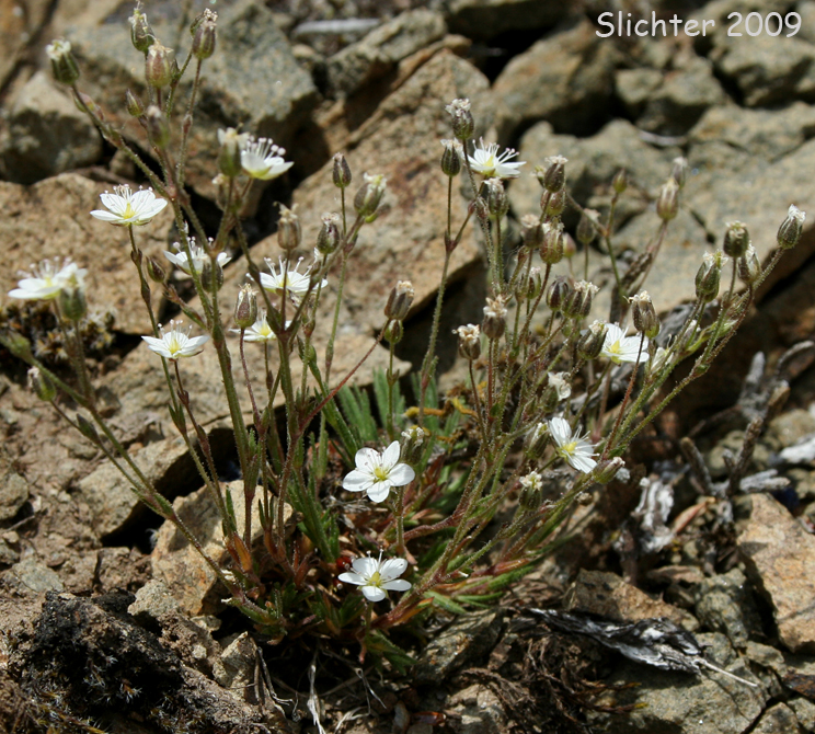 Boreal Sandwort, Beautiful Sandwort, Reddish Sandwort: Minuartia rubella (Synonyms: Alsine rubella, Alsine hirta var. rubella, Arenaria propinqua, Arenaria rubella, Arenaria verna var. propinqua, Arenaria verna var. pubescens, Arenaria verna var. rubella, Tryphane rubella)
