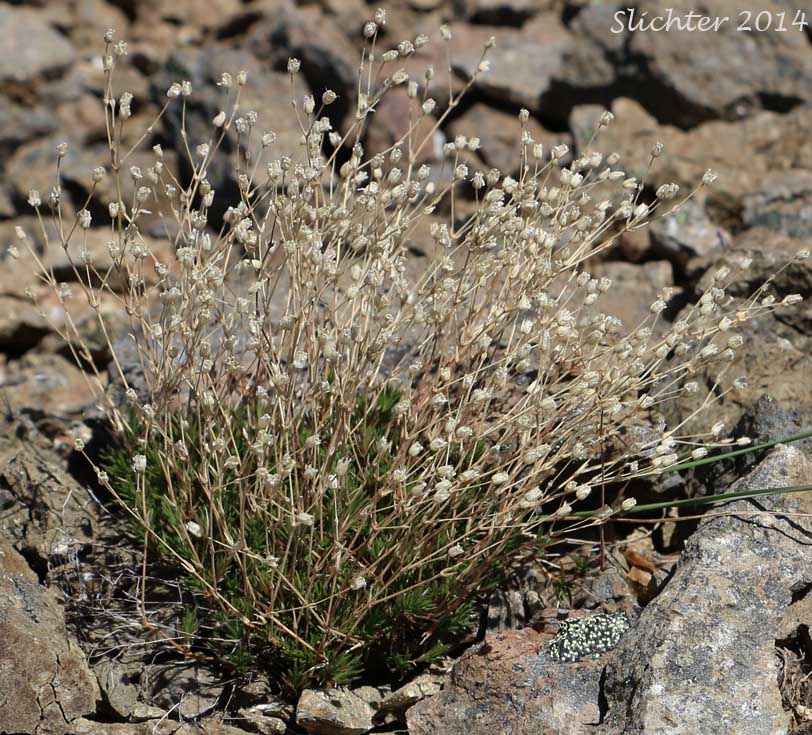 Boreal Sandwort, Beautiful Sandwort, Reddish Sandwort: Minuartia rubella (Synonyms: Alsine rubella, Alsine hirta var. rubella, Arenaria propinqua, Arenaria rubella, Arenaria verna var. propinqua, Arenaria verna var. pubescens, Arenaria verna var. rubella, Tryphane rubella)