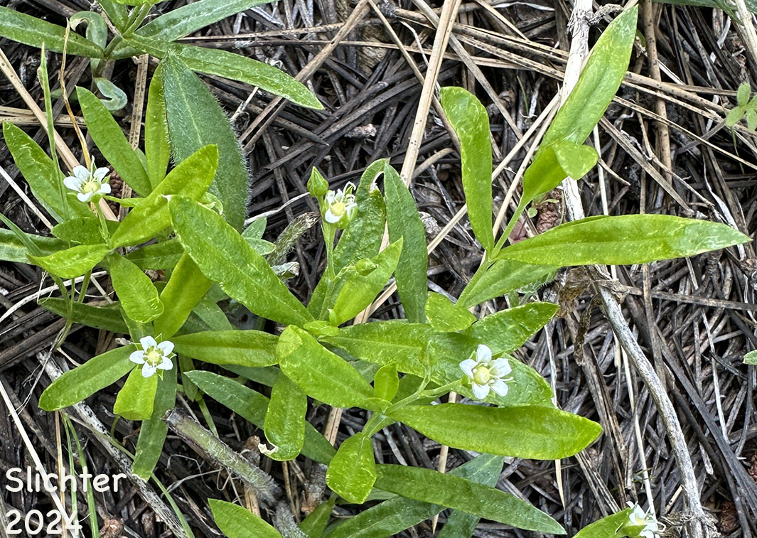 Bigleaf Sandwort, Large-leaf Sandwort: Moehringia macrophylla (Synonym: Arenaria macrophylla)
