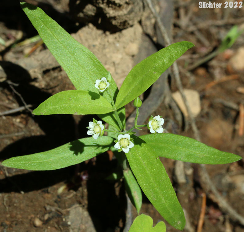 Bigleaf Sandwort, Large-leaf Sandwort: Moehringia macrophylla (Synonym: Arenaria macrophylla)