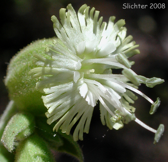 Flower of Bell Catchfly, Slender Campion: Silene campanulata ssp. glandulosa (Synonym: Silene campanulata var. greenei)