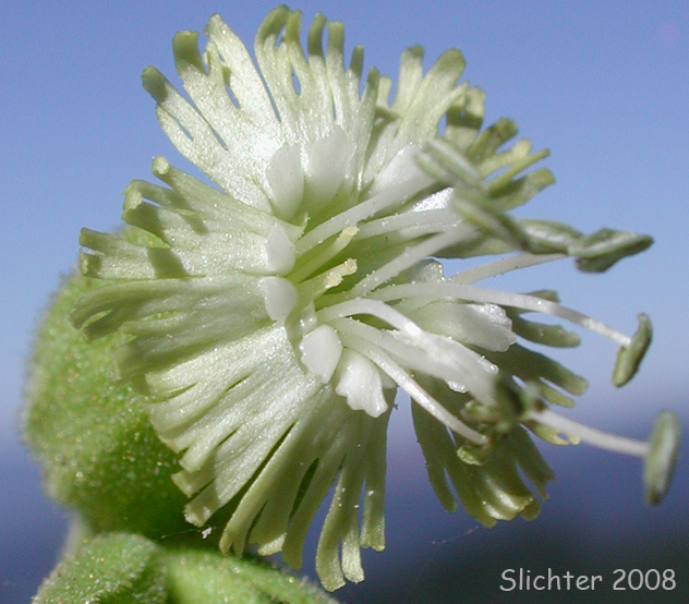Flower of Bell Catchfly, Slender Campion: Silene campanulata ssp. glandulosa (Synonym: Silene campanulata var. greenei)