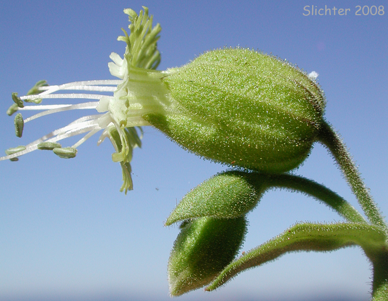 Calyx of Bell Catchfly, Slender Campion: Silene campanulata ssp. glandulosa (Synonym: Silene campanulata var. greenei)