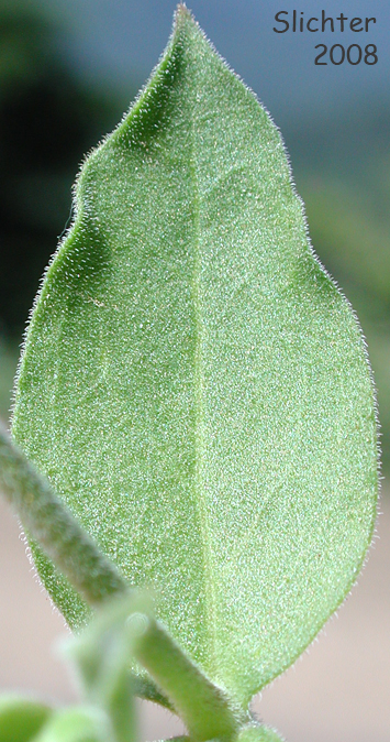Stem leaf of Bell Catchfly, Slender Campion: Silene campanulata ssp. glandulosa (Synonym: Silene campanulata var. greenei)