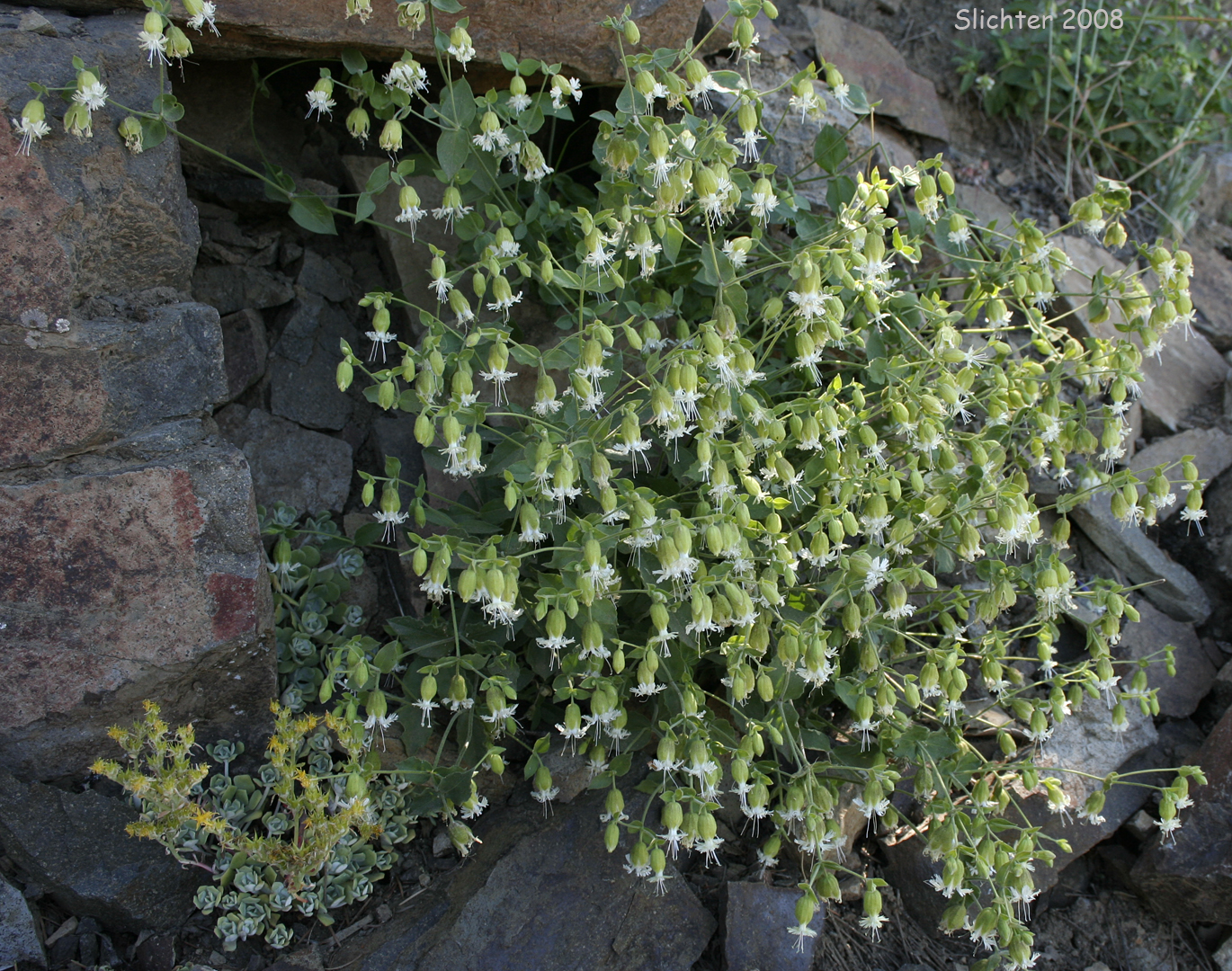 Bell Catchfly, Slender Campion: Silene campanulata ssp. glandulosa (Synonym: Silene campanulata var. greenei)