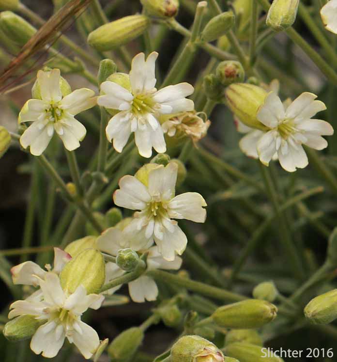 Douglas' Catchfly, Douglas' Campion, Douglas' Silene: Silene douglasii var. douglasii (Synonyms: Silene douglasii var. monantha, Silene douglasii var. villosa, Silene lyallii)