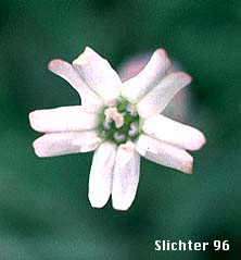 Douglas' Campion: Silene douglasii
