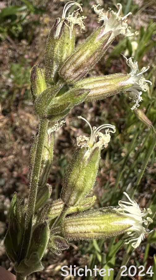 Inflorescence of Oregon Campion, Oregon Catchfly: Silene oregana (Synonyms: Silene filisecta, Silene gormanii)