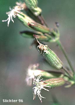 Oregon Campion, Oregon Catchfly: Silene oregana (Synonyms: Silene filisecta, Silene gormanii)